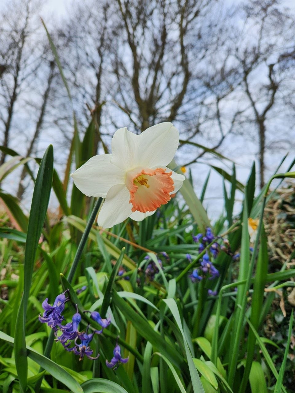 Daffodil Lament — daffodils in the Irish spring.